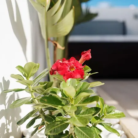 Palmera Jacuzzi יאיזה