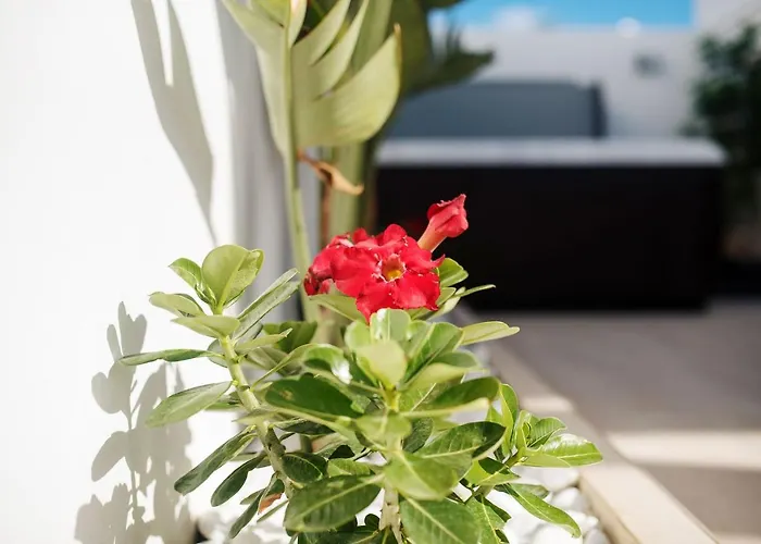 Palmera Jacuzzi Яйса